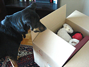moving with your dog